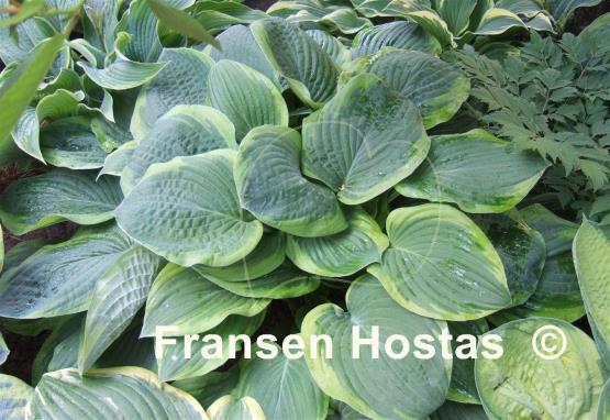 Hosta Abiqua Moonbeam